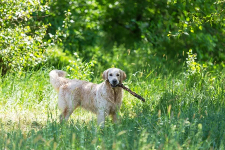 Szczęśliwy pies na łące