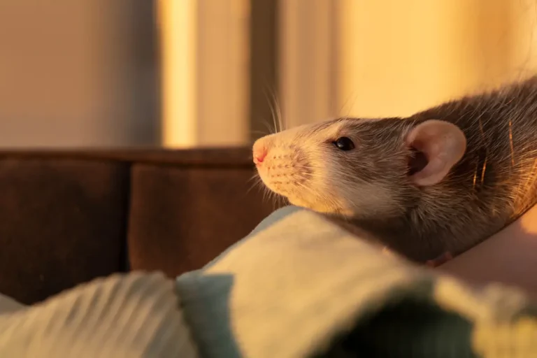 diagnostyka guzów u szczurów Kielce