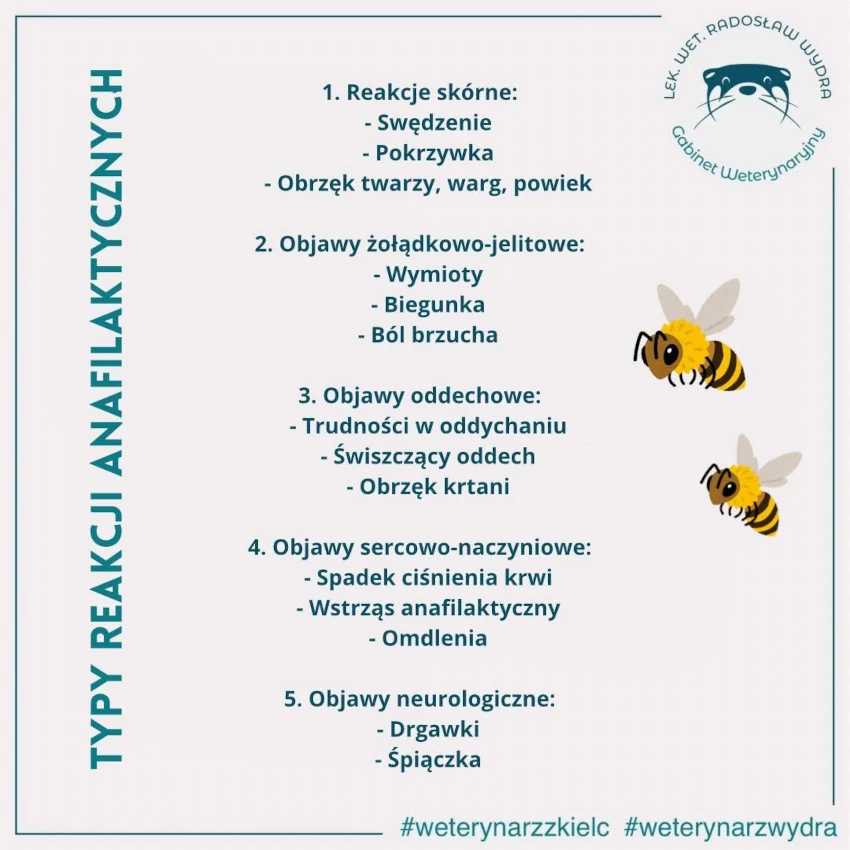 Objawy wstrząsu u psa