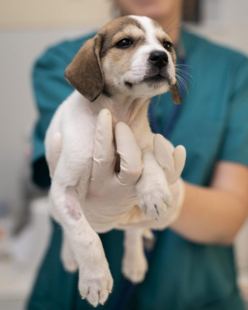 close-up-veterinarian-taking-care-dog